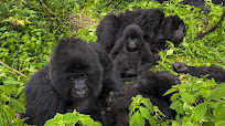 Mgahinga Gorilla National Park