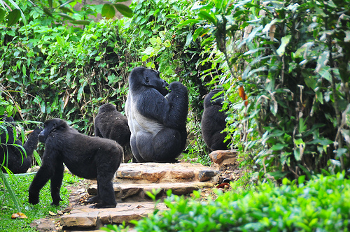 Sipi Falls Image 1